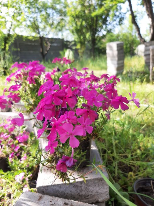 Флокси рожеві в горщиках