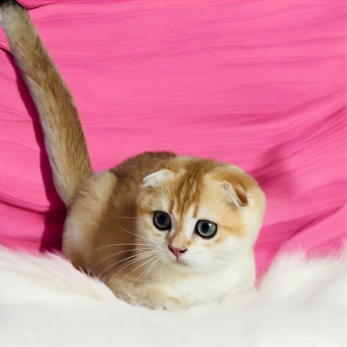 Хлопчик Scottish fold