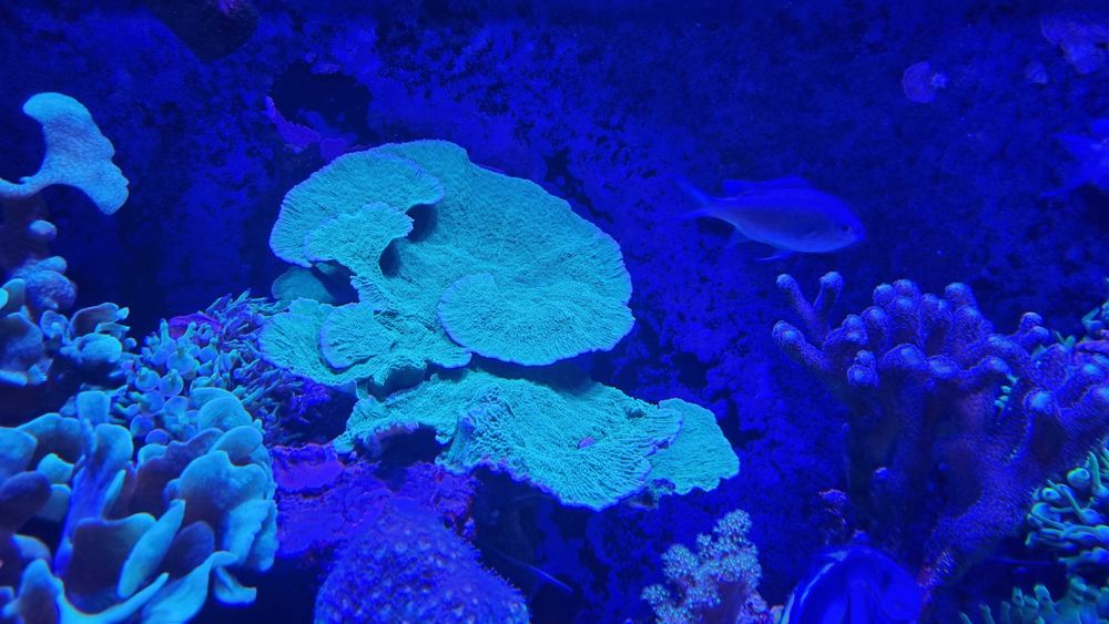 Montipora talerzowa zielona sps akwarium morskie koralowce