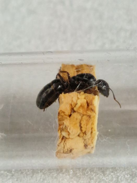 Camponotus fallax rojkowa 22.05