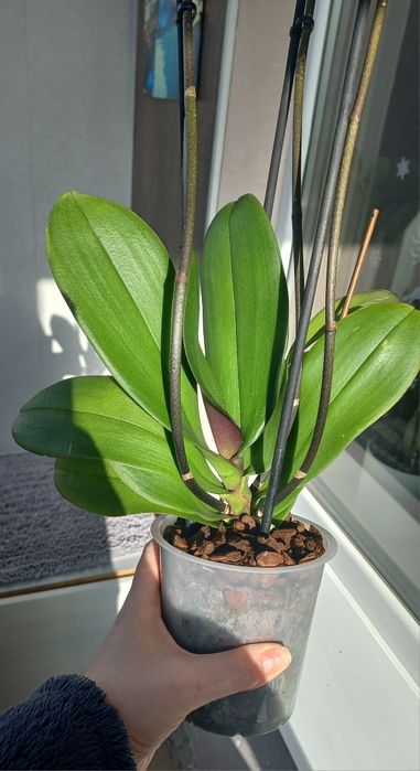 Орхідея фаленопсис пелорик Стеленбош