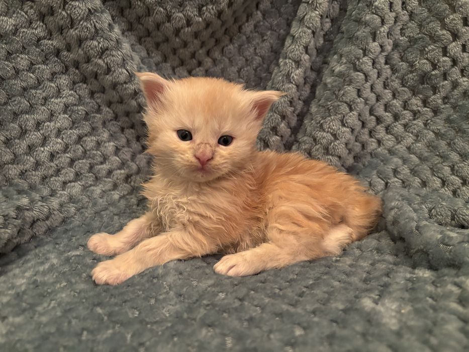 Kocięta Maine coon z rodowodem FPL