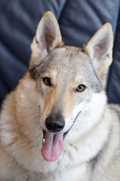 Чехословацкий волчак, влчак, волчья собака , вовчак , документы КСУ