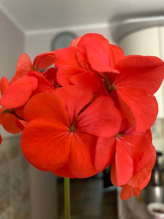 герань, пеларгония белая, красная, коралловая, розовая  лимонная