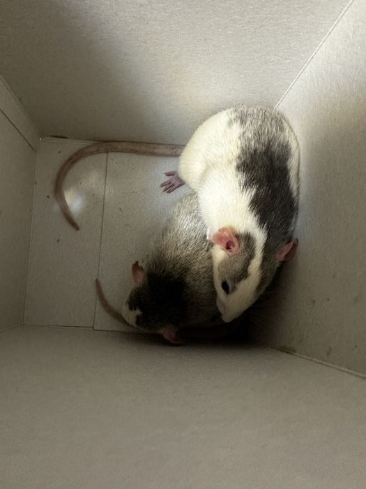 Віддам щурів безплатно
