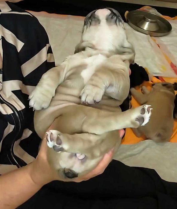 Маленькая принцесса. Французский бульдог