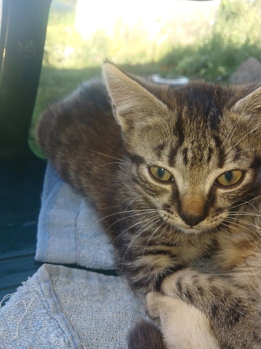 Отдам кошенят торг у котів