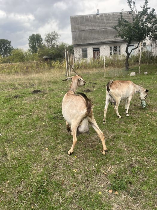 3 Нубійські кози на продаж