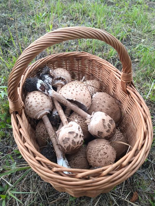Sprzedam świeże czubajki kanke