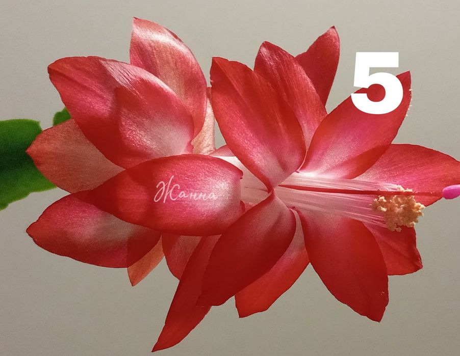 Шлюмбергера червона