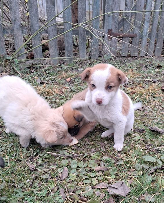 7 милих цуценят шукають люблячий дім
