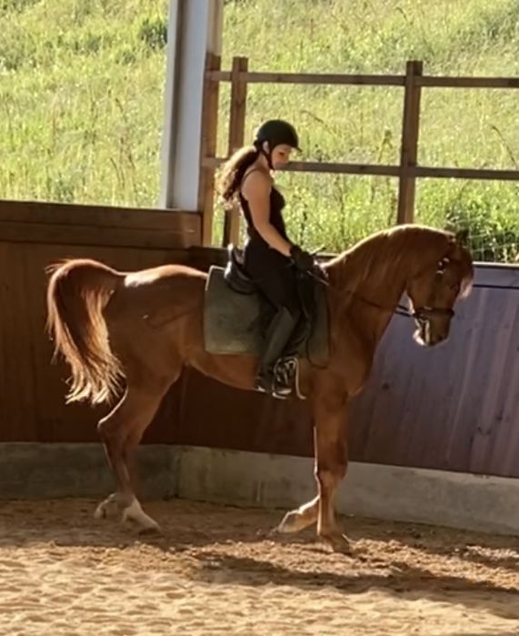 Vendo PSA, 5 anos, castrado, lazao, 1,61 cm