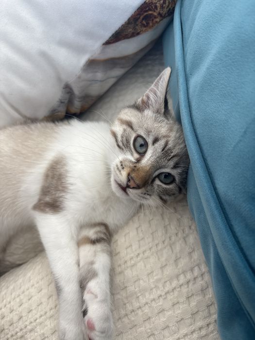 Gato para adoção