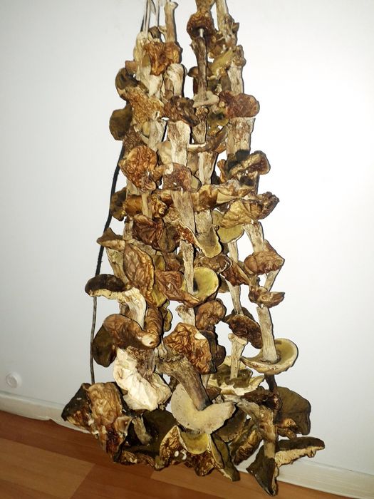 Клюква все лікувальне