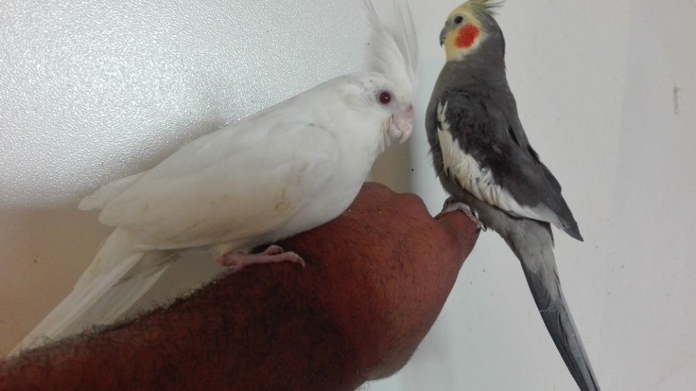 Vendo  agapornis bebés meiguinhos