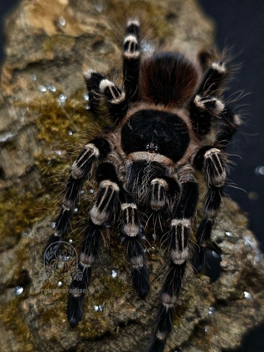 Ptasznik Acanthoscurria geniculata samica 3.5DC