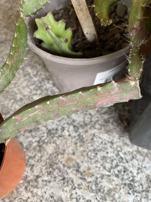 Hylocereus chimera, pitaya