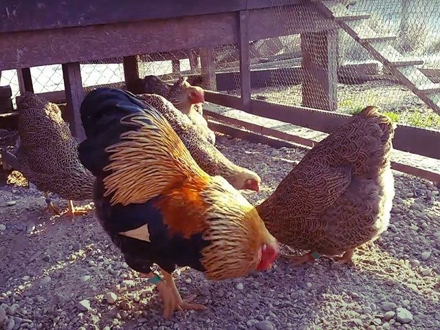 Інкубаційне яйце та курчата.Віандот: срібло, біле золото, помаранчевий