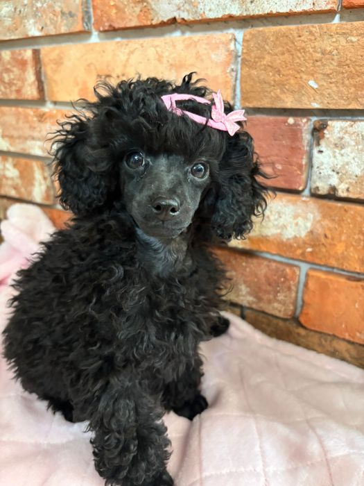 Pudel Toy - czarna Suczka FCI