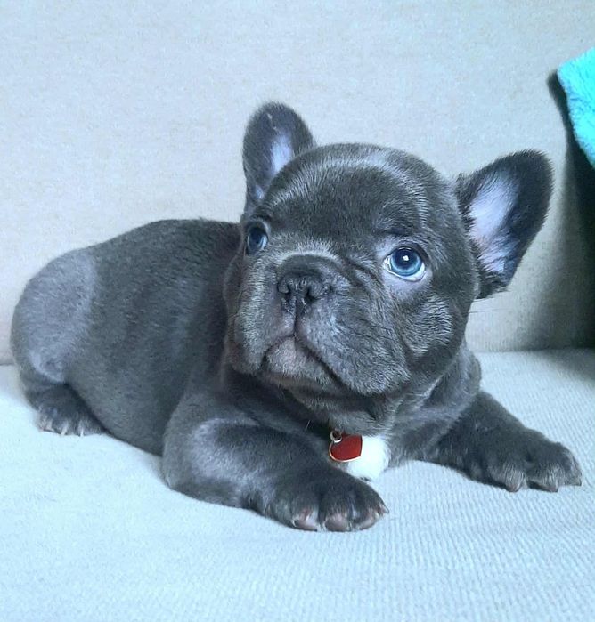 Buldog francuski chlopak