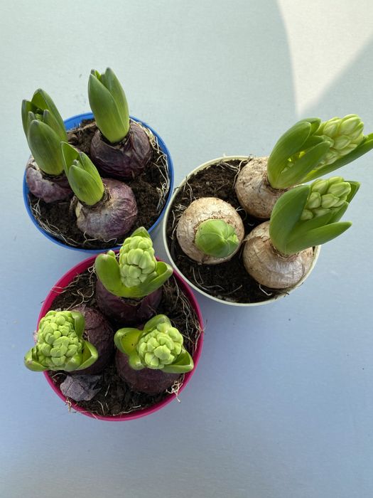 Опт та роздріб Гіацинт , нарцис , каланхое