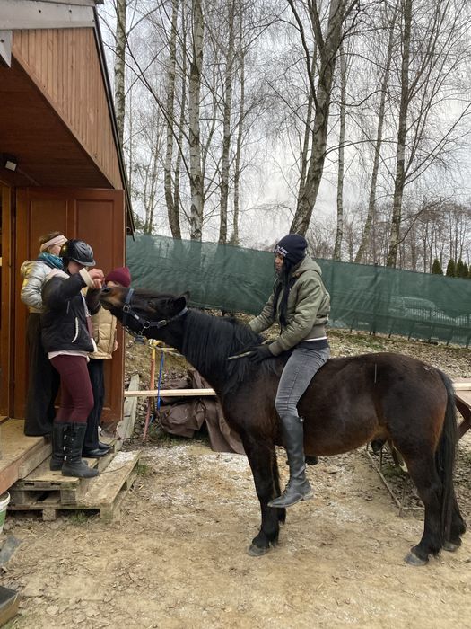 4 letni wałach rasy huculskiej z predyspozycjami do skoków
