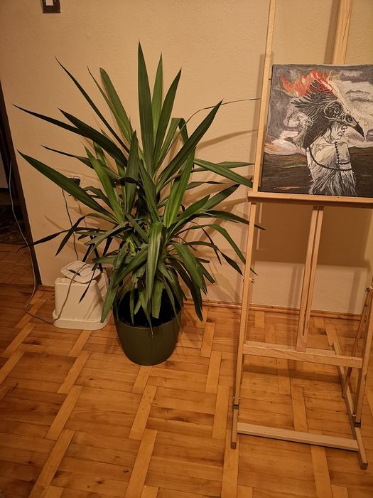 Roślina tropikalna - Yucca