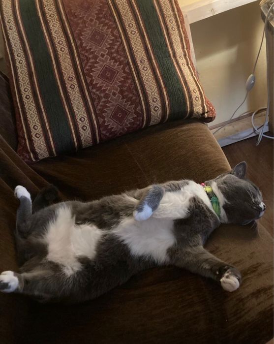 Пропала кошка