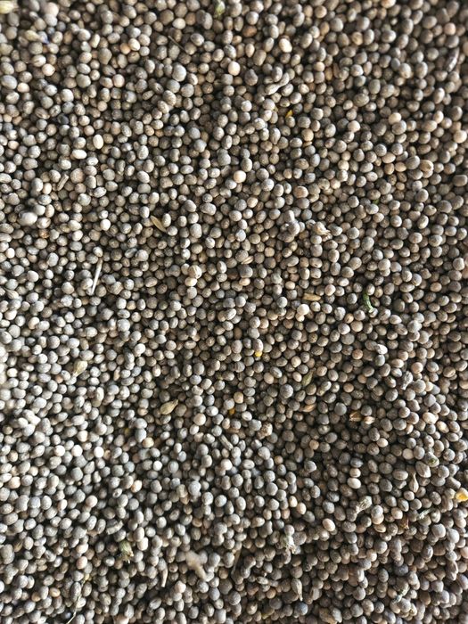 Łubin słodki niebieski wąsko listny zbiór 2025