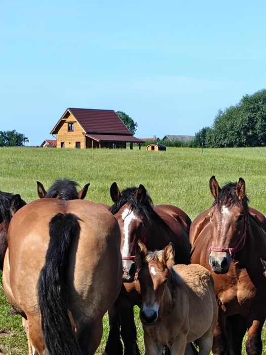 Domek na Mazurach z balią, jacuzzi i sauną. Maks 8 osób, klimatyzacja