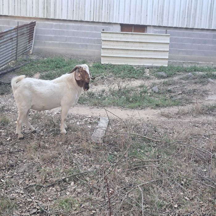 Vendo chibo Boer