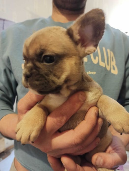 щенок французского бульдога