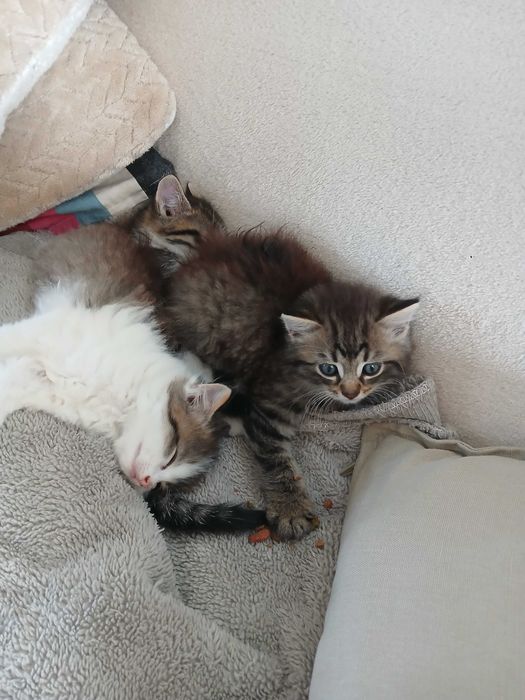 Male kotki za darmo