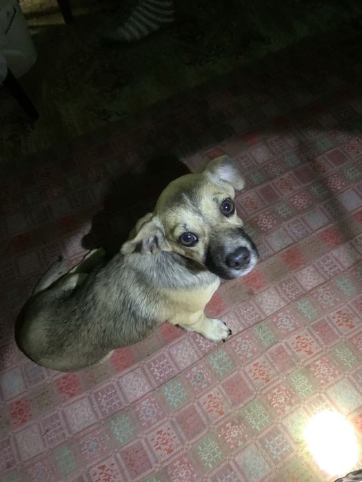 Відам собаку у гарні руки