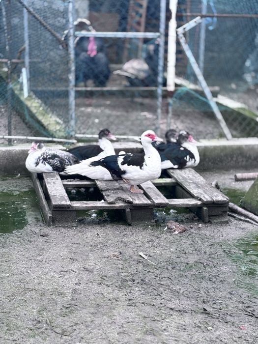 Patos e patas  pequeninis medio e grande.