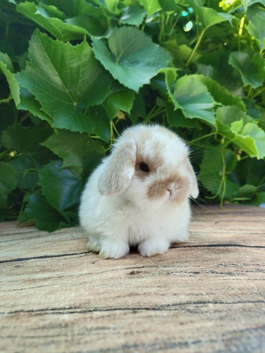 Króliczki Mini Lop.
