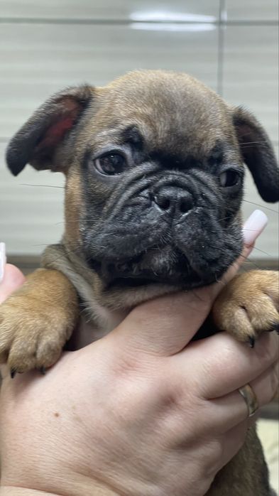 Мила дівчинка француз