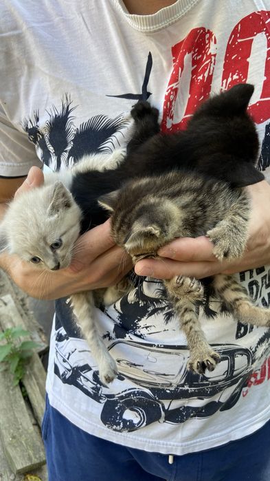 Віддаємо в добрі руки котиків