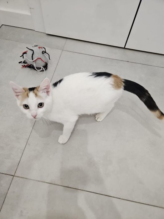 Gabi - kotka do adopcji!