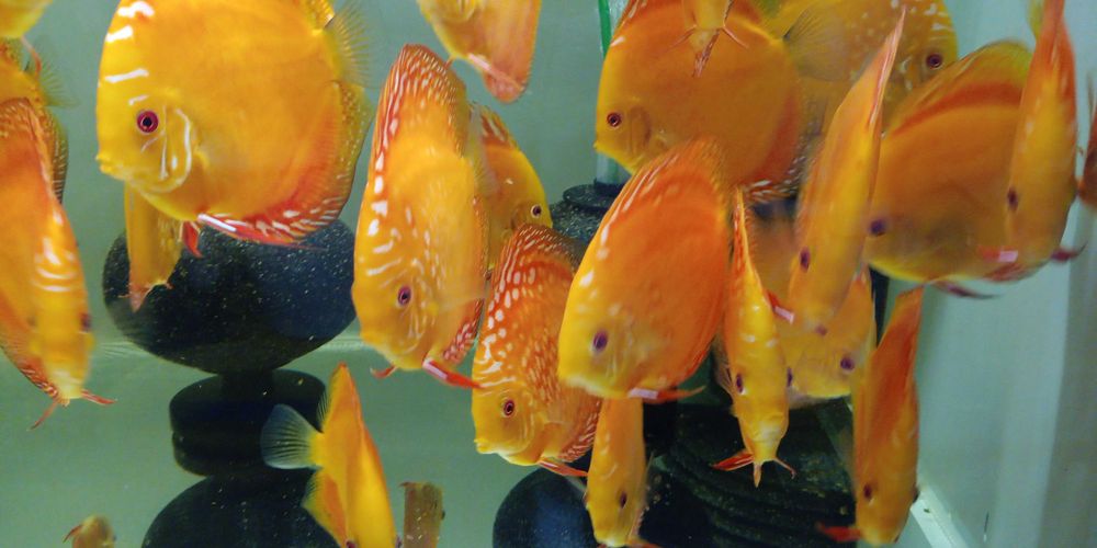 GB DYSKOWCE - PALETKI solid i pigeon red 10-12cm