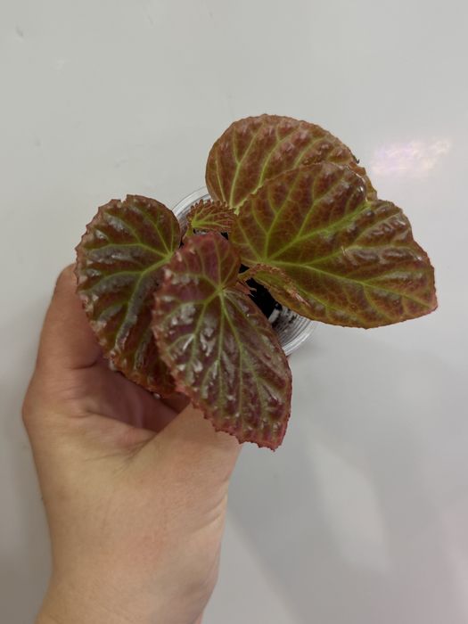 Бегонія dracopelta metalikolor