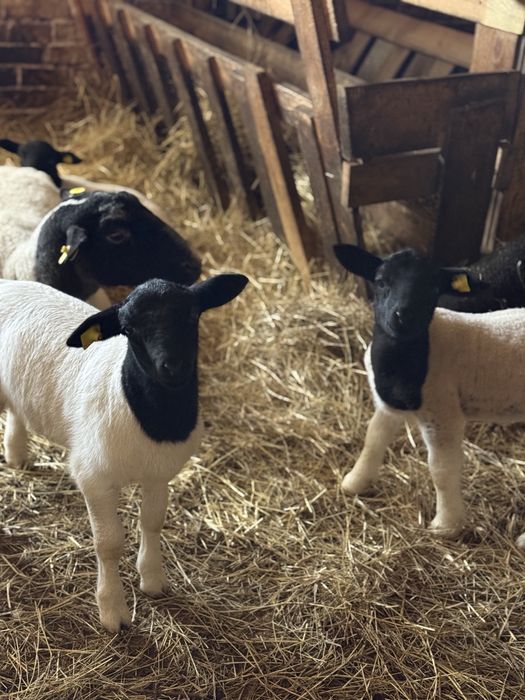 Ягнята дорпер (баранчики)