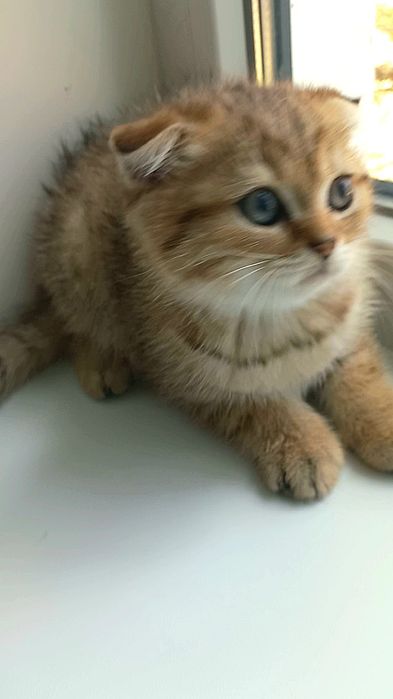 золоті шиншили котики