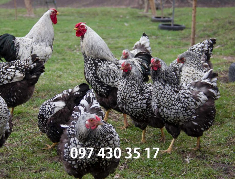 Інкубаційні яйця Віандот срібло