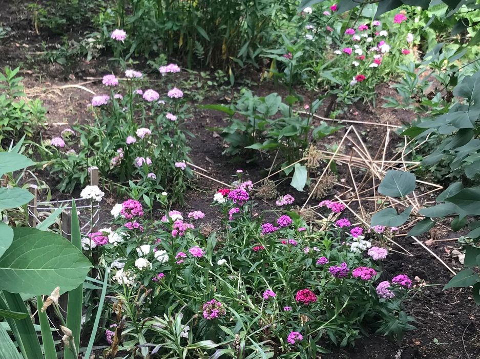 Семена цветов разных