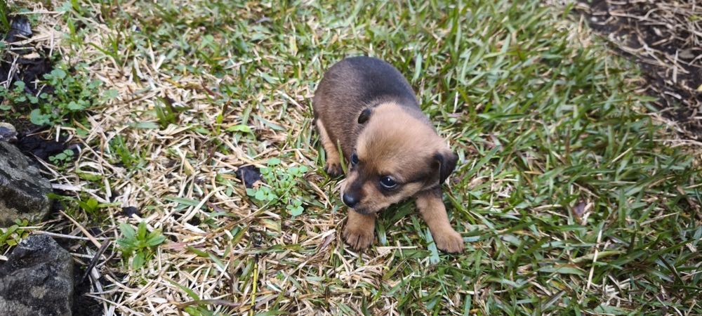 Pinscher pincher miniatura criado em ambiente fami