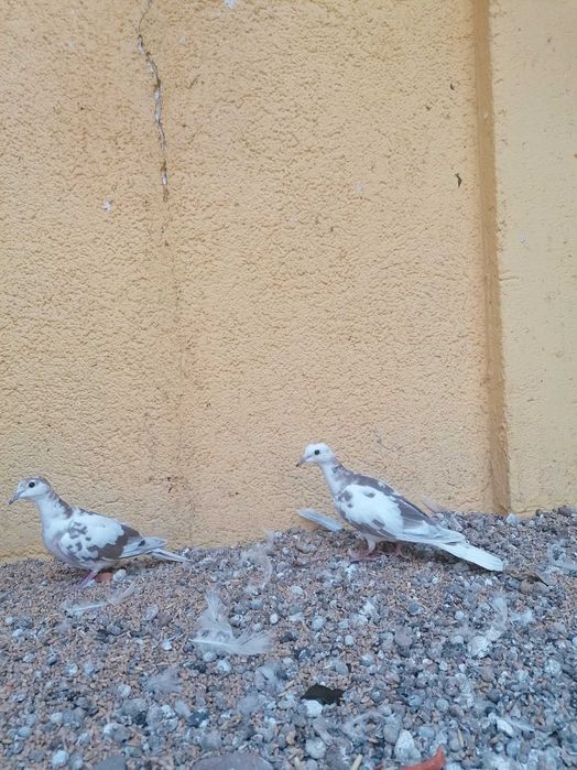 gołąbki cukrówki Białe PARKA  I SZEKI