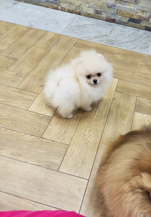 Міні  дівчинка померанський шпіц