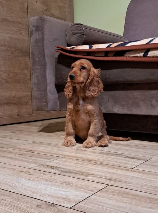 cocker spaniel angielski Suczka