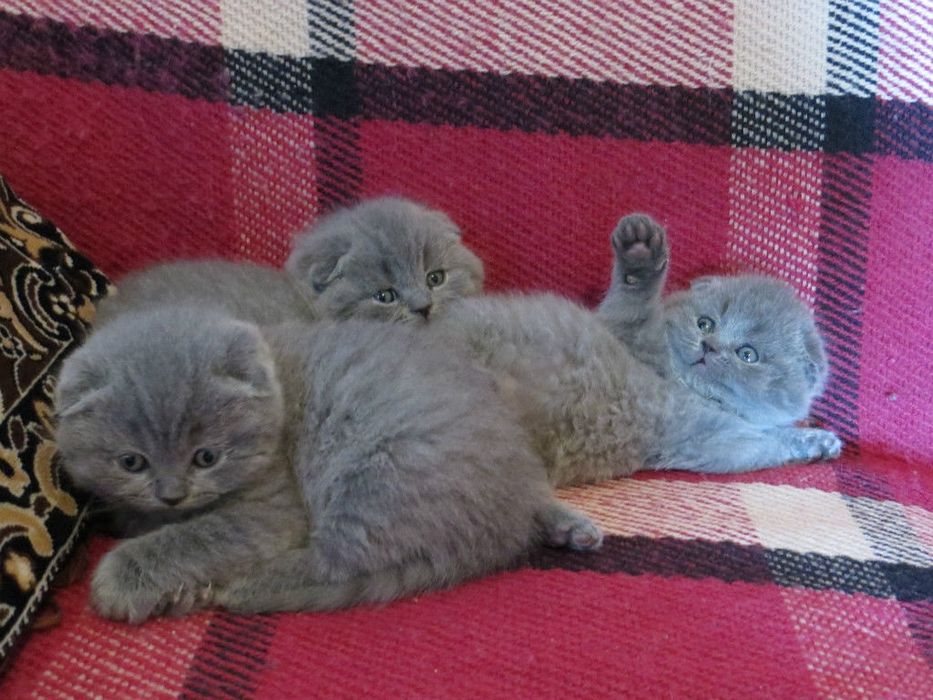 Шикарные вислоухие котята